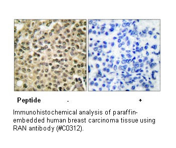 Product image for RAN Antibody