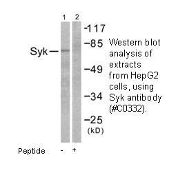 Product image for SYK Antibody