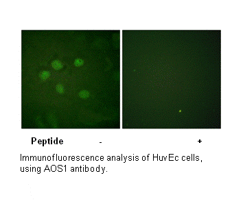 Product image for AOS1 Antibody