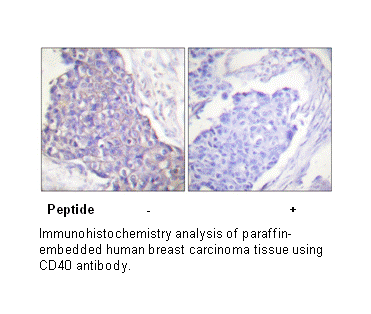 Product image for CD40  Antibody