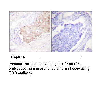 Product image for EDD Antibody