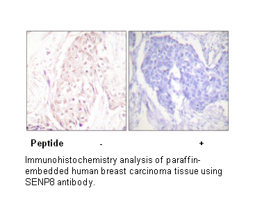 Product image for SENP8 Antibody