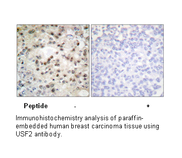 Product image for USF2 Antibody