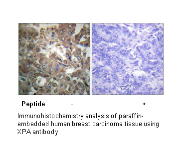 Product image for XPA Antibody