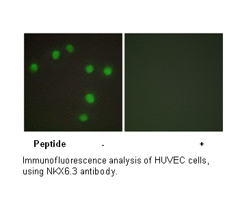 Product image for NKX6.3 Antibody