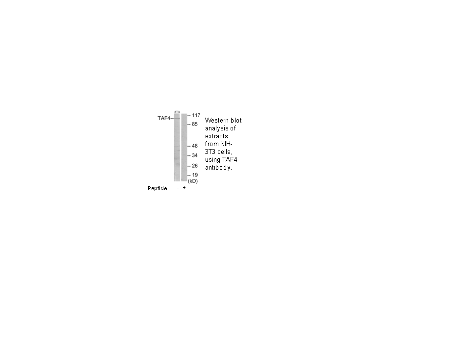 Product image for TAF4 Antibody