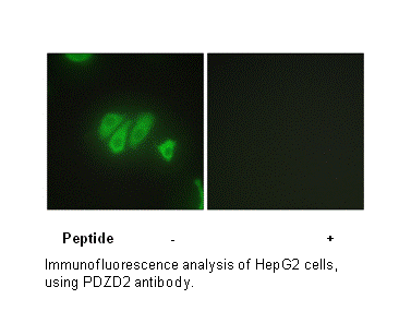 Product image for PDZD2 Antibody