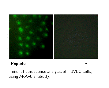 Product image for AKAP8 Antibody