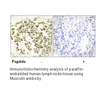 Product image for Musculin Antibody