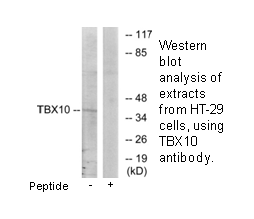 Product image for TBX10 Antibody