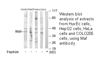 Product image for Maf Antibody