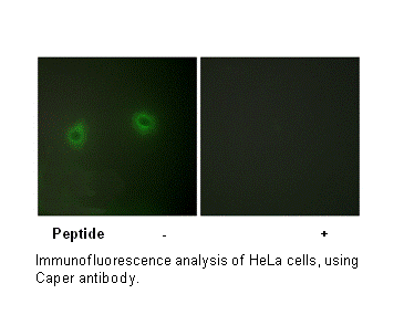 Product image for Caper Antibody