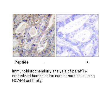 Product image for BCAR3 Antibody