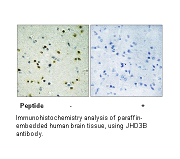 Product image for JHD3B Antibody