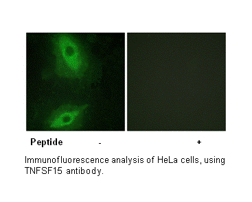 Product image for TNFSF15 Antibody