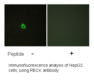 Product image for RECK Antibody