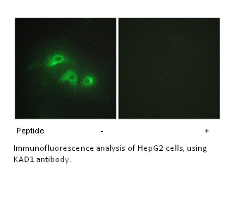 Product image for KAD1 Antibody