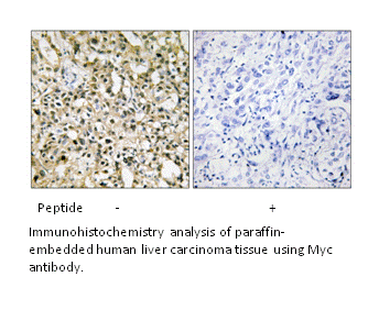 Product image for MYC Antibody