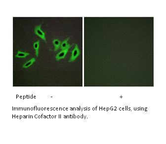 Product image for Heparin Cofactor II Antibody