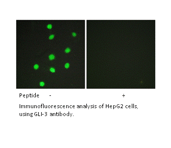 Product image for GLI-3 Antibody