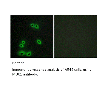 Product image for MUC1 Antibody