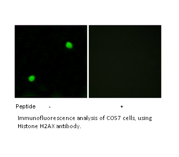 Product image for Histone H2AX Antibody