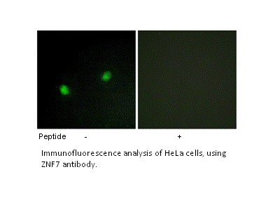 Product image for ZNF7 Antibody