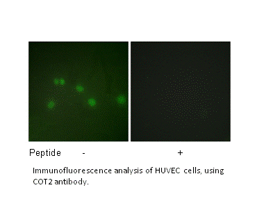 Product image for COT2 Antibody