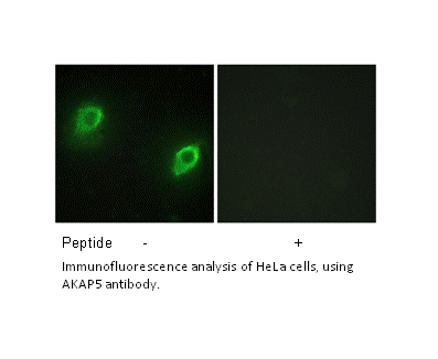 Product image for AKAP5 Antibody