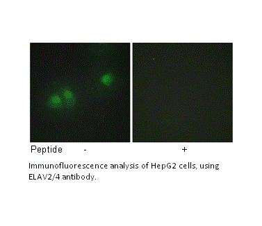 Product image for ELAV2/4 Antibody