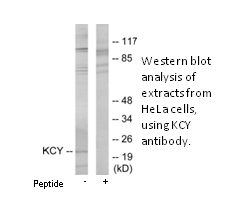 Product image for KCY Antibody