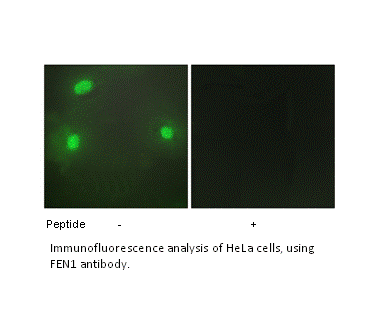 Product image for FEN1 Antibody