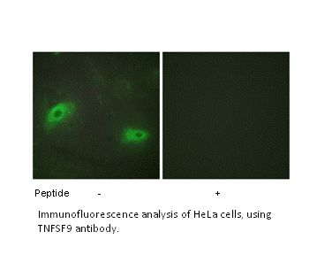 Product image for TNFSF9 Antibody