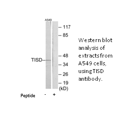 Product image for TISD Antibody