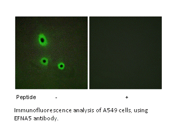 Product image for EFNA5 Antibody