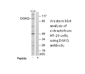 Product image for DGKQ Antibody