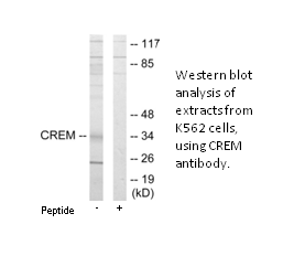 Product image for CREM Antibody