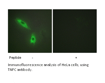 Product image for TNFC Antibody