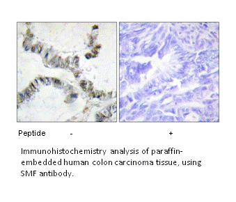 Product image for SMF Antibody