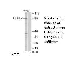 Product image for CGK 2 Antibody