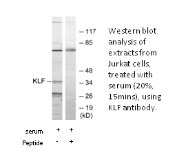 Product image for KLF Antibody