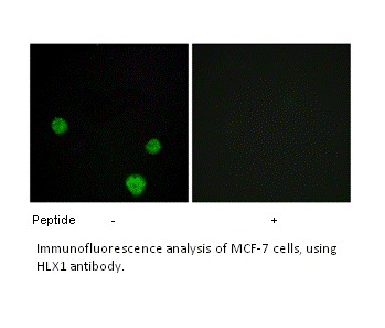 Product image for HLX1 Antibody