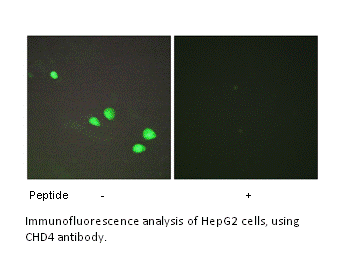 Product image for CHD4 Antibody