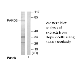 Product image for FAKD3 Antibody