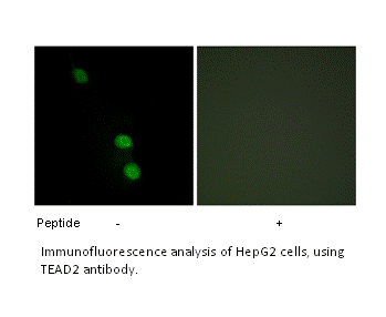 Product image for TEAD2 Antibody