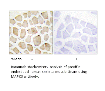 Product image for MAPK3 Antibody