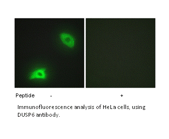 Product image for DUSP6 Antibody