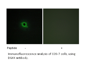 Product image for DGKK Antibody