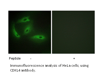 Product image for CDKL4 Antibody