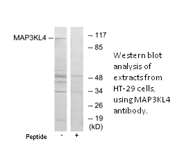 Product image for MAP3KL4 Antibody